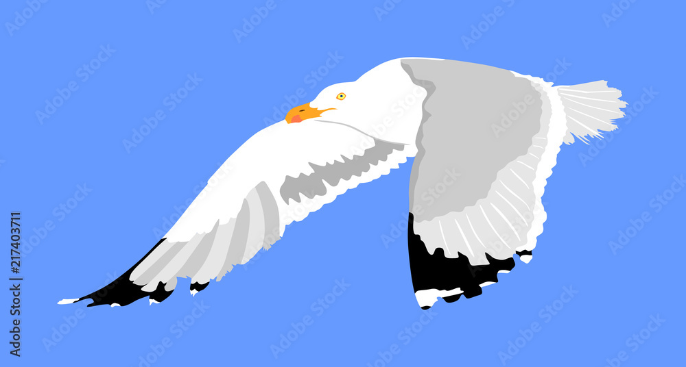 Naklejka premium Seagull fly on blue sky background vector illustration, sea or ocean bird with spread wings. Bird fly silhouette.