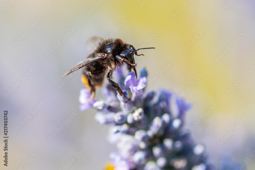 Honey Bees Honey Bees