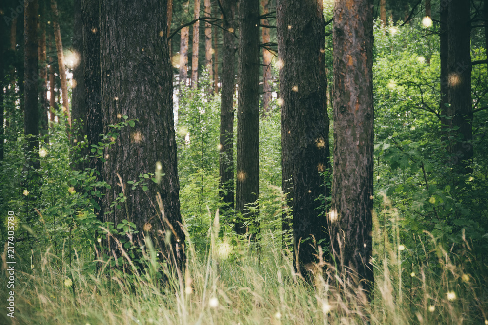 Obraz premium Green pine forest filtered