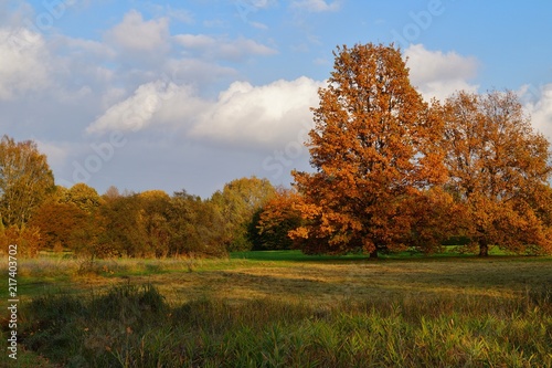 Fototapeta Naklejka Na Ścianę i Meble -  Autumn landscape - autumn  trees  in cloudy day - autumn in park
