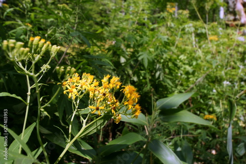 上高地の高山植物