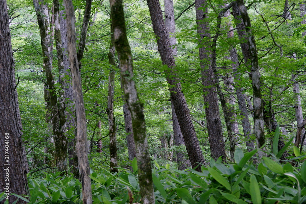 Fototapeta premium 日本の森林