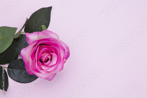 pink rose flower on color background