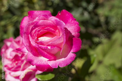 pink rose flower in the garden