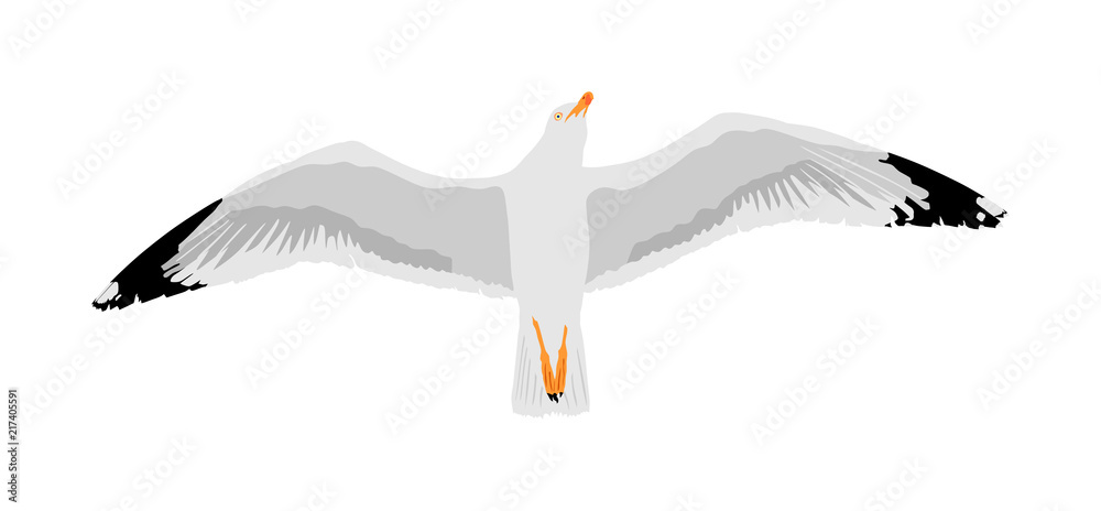 Fototapeta premium Seagull fly on sky, isolated on white background vector illustration, sea or ocean bird with spread wings. Bird fly silhouette.