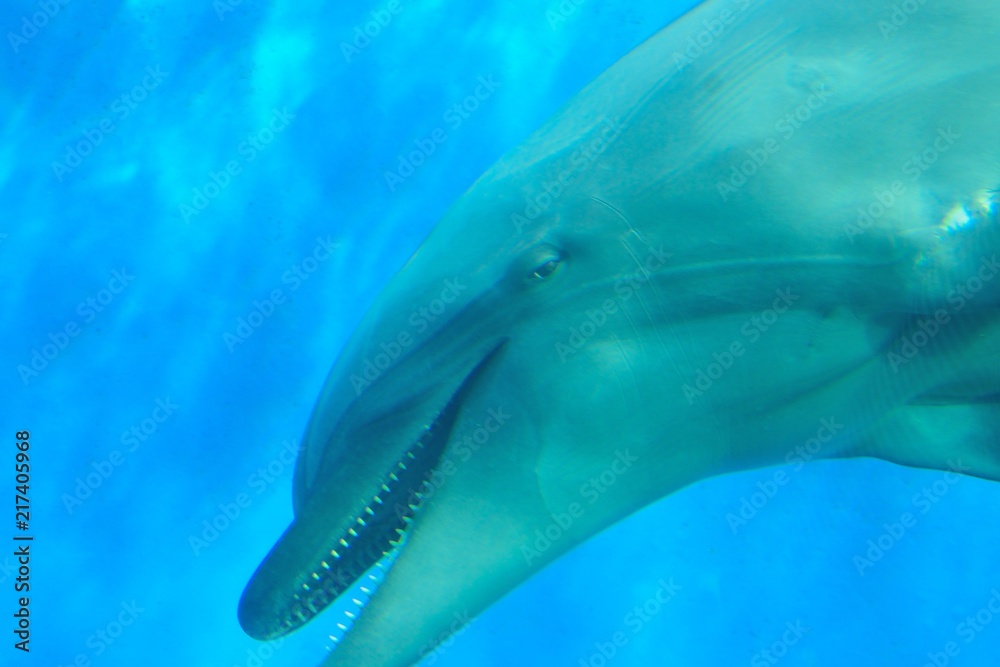 Fototapeta premium Nature background of Dolphin fish swimming in deep blue sea waters