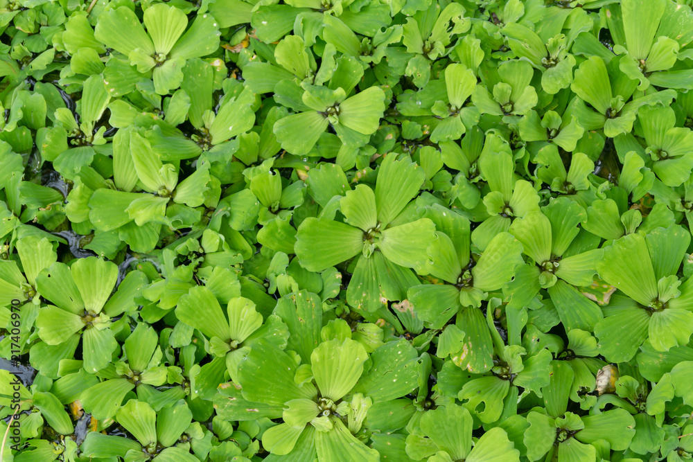Green leaves on surface water, Water Lettuce Green leaves on surface water, Water Lettuce