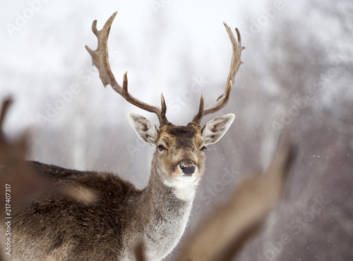 Deer in wintertime © erika8213