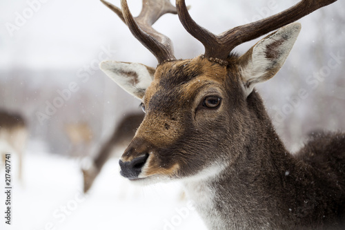 Deer close-up