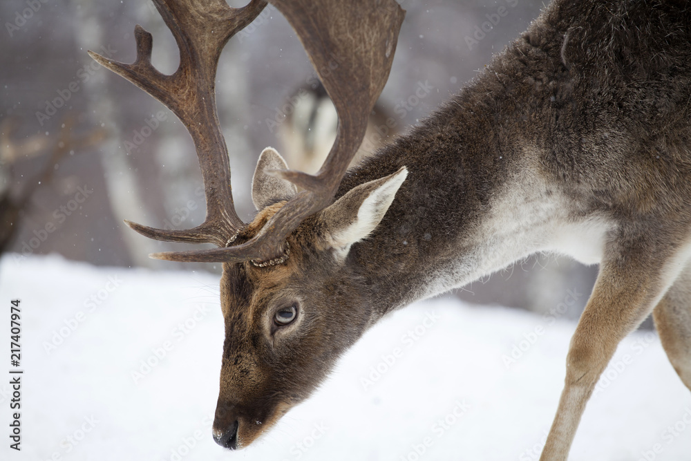 Deer in wintertime Deer in wintertime