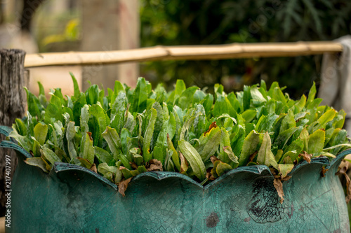 Eryngium foetidum was known as culantro is a tropical edible herb used for culinary as seasoning, marinating and garnishing food in around the world kitchen. photo