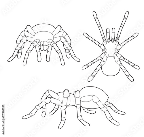 Insect Set Tarantula Cartoon Vector Coloring Book