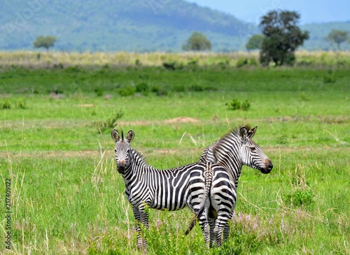 Portrait of zebras in savanna, Mikumi national park, Tanzania