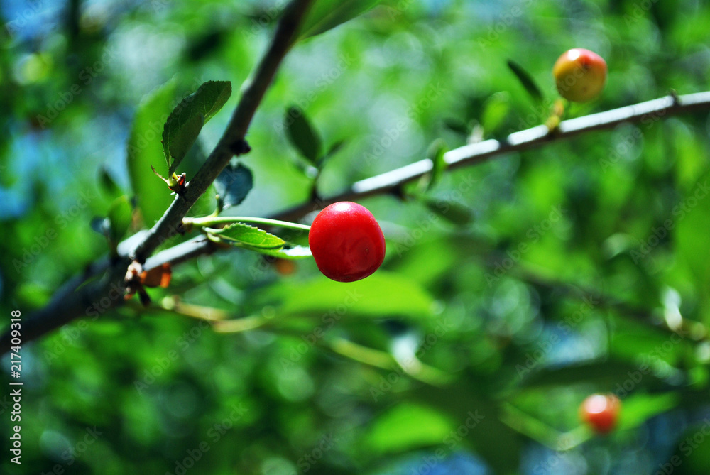 Red ripe cherry berries on branch with green leaves, blurry green-blue background