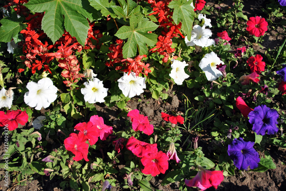 Colorful petunia grandiflora and red salvia flower blooming glade, top view flower bed