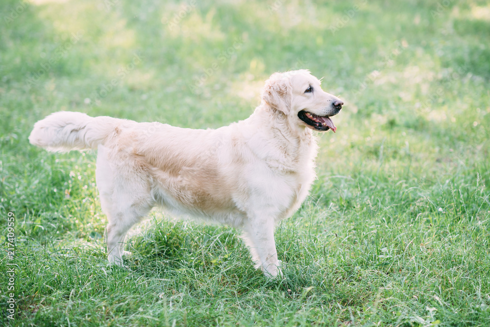 A friendly dog retriver spends an active time on the nature in the middle of the forest A friendly dog retriver spends an active time on the nature in the middle of the forest