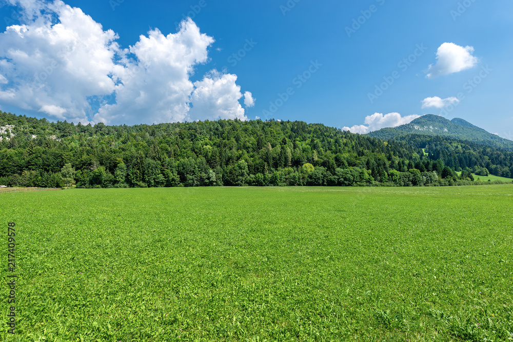 Forest in Summer - Val di Sella (Sella Valley), Trentino Alto Adige Italy
