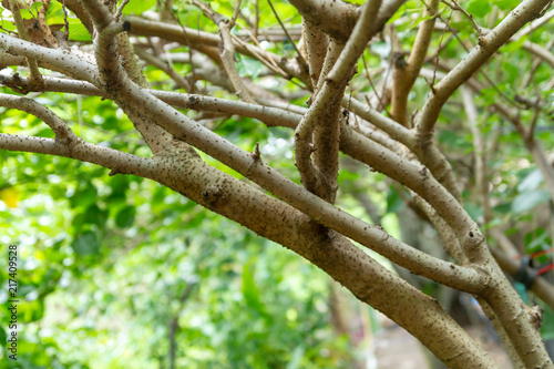 Branches of mulberry tree in garden.	