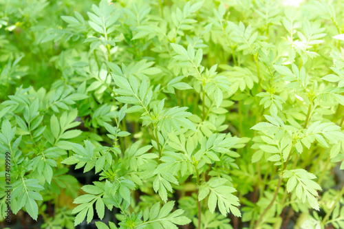 Marigold flower seedling green background and texture