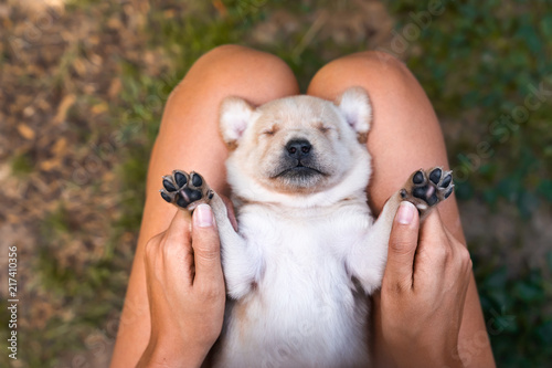 Fototapeta Naklejka Na Ścianę i Meble -  young cute small labrador retriever dog puppy with beautiful paws lies on persons legs getting cuddled with hand