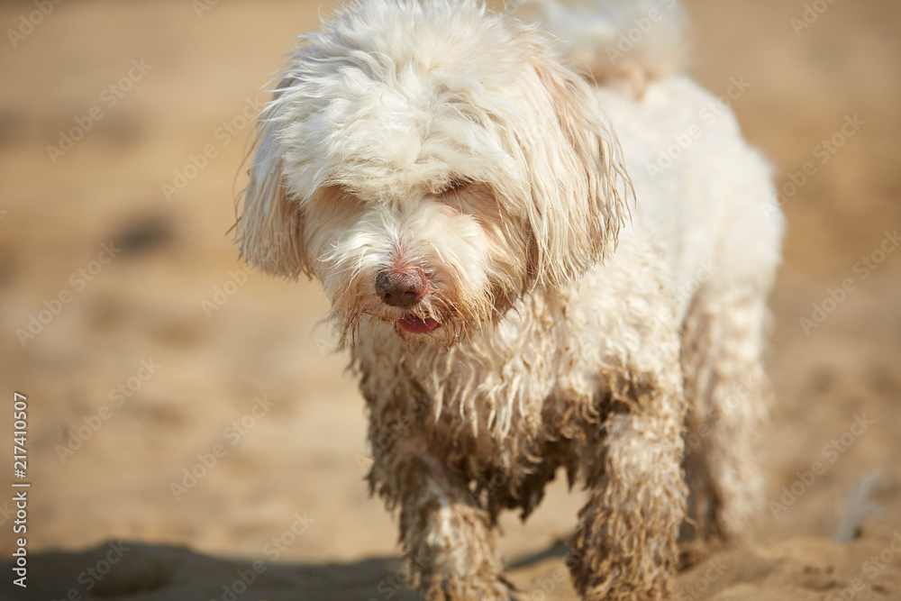 Havanese dog waiting for friend on the beach in Bibione, Italy Havanese dog waiting for friend on the beach in Bibione, Italy