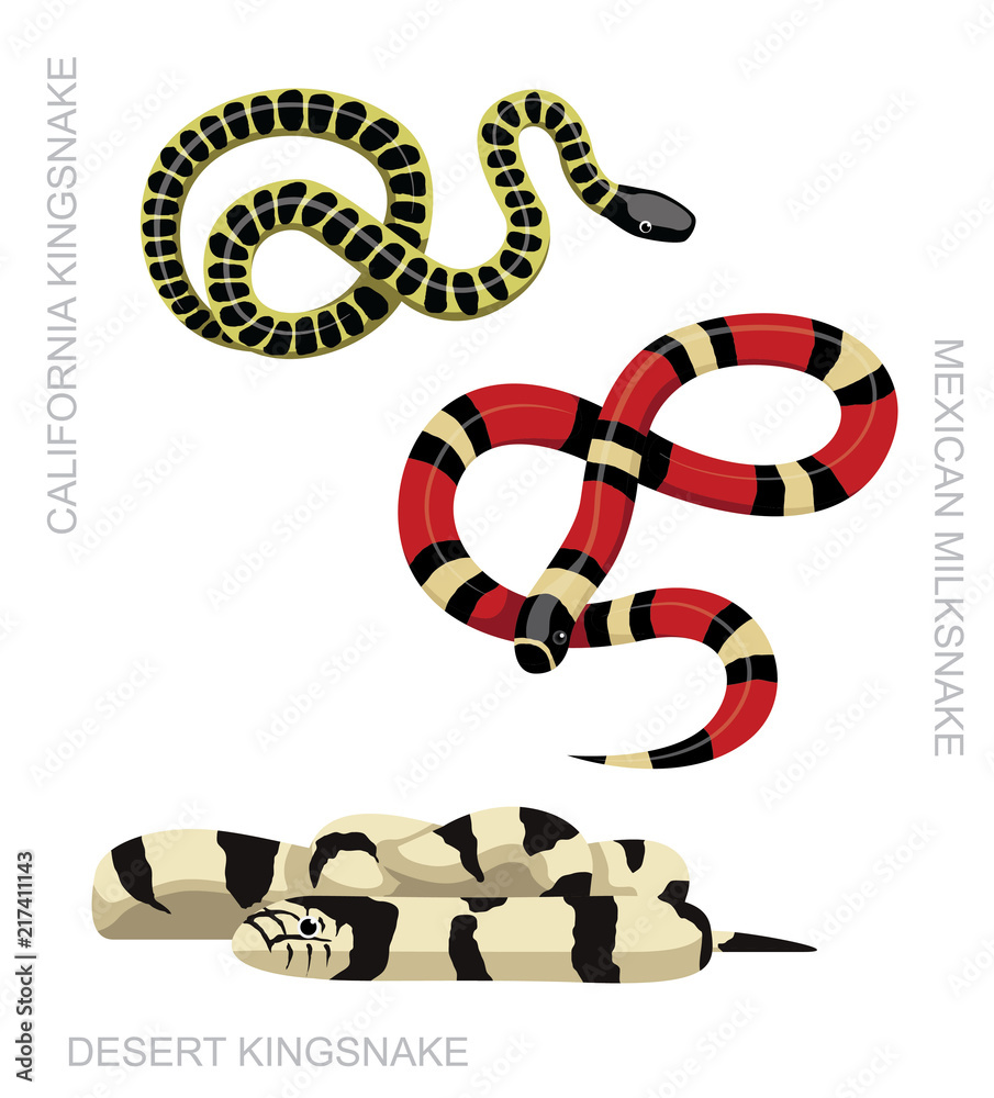 Fototapeta premium Snake Kingsnake Set Cartoon Vector Illustration