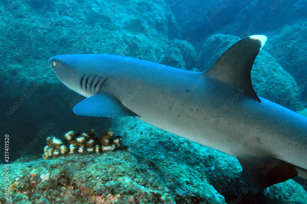 Whitetip Reef Shark (Triaenodon obesus) Swimming over Reef. Coiba, Panama Whitetip Reef Shark (Triaenodon obesus) Swimming over Reef. Coiba, Panama