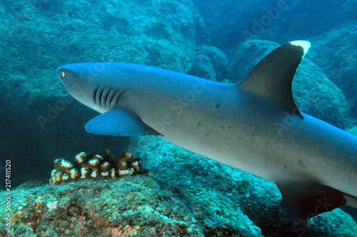 Whitetip Reef Shark (Triaenodon obesus) Swimming over Reef. Coiba, Panama © Daniel Lamborn