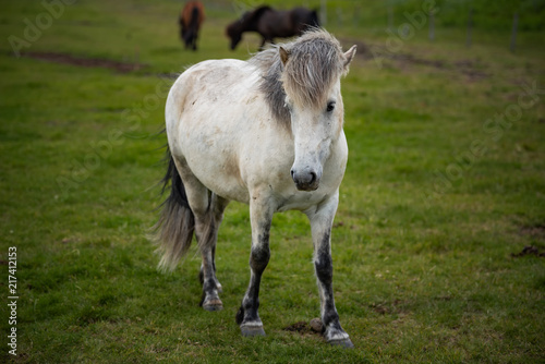 Icelandic Horses in summer  Iceland.