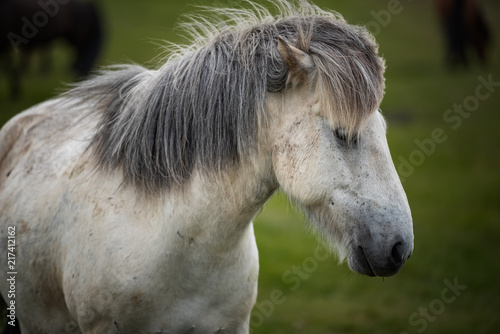 Icelandic Horses in summer ,Iceland.