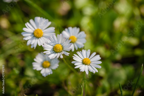 White flowers, daisy, daisies flowers and green grass growing up in the garden background, Top view field spring flowers. Close Up. Soft focus. Top view.