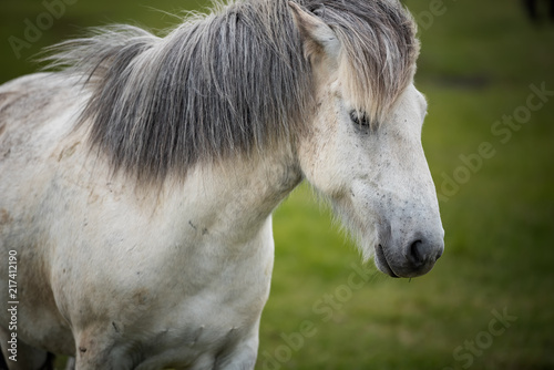 Icelandic Horses in summer  Iceland.