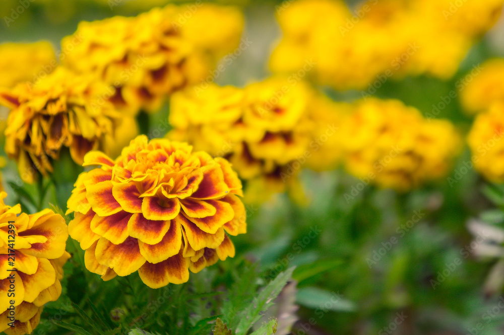 Marigold flowers in the garden on summer , yellow flowers ,beautiful flowers on summer in the nice day herb flowers Marigold flowers in the garden on summer , yellow flowers ,beautiful flowers on summer in the nice day herb flowers