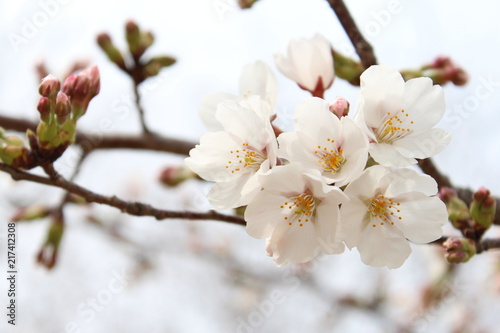 ソメイヨシノの桜の花