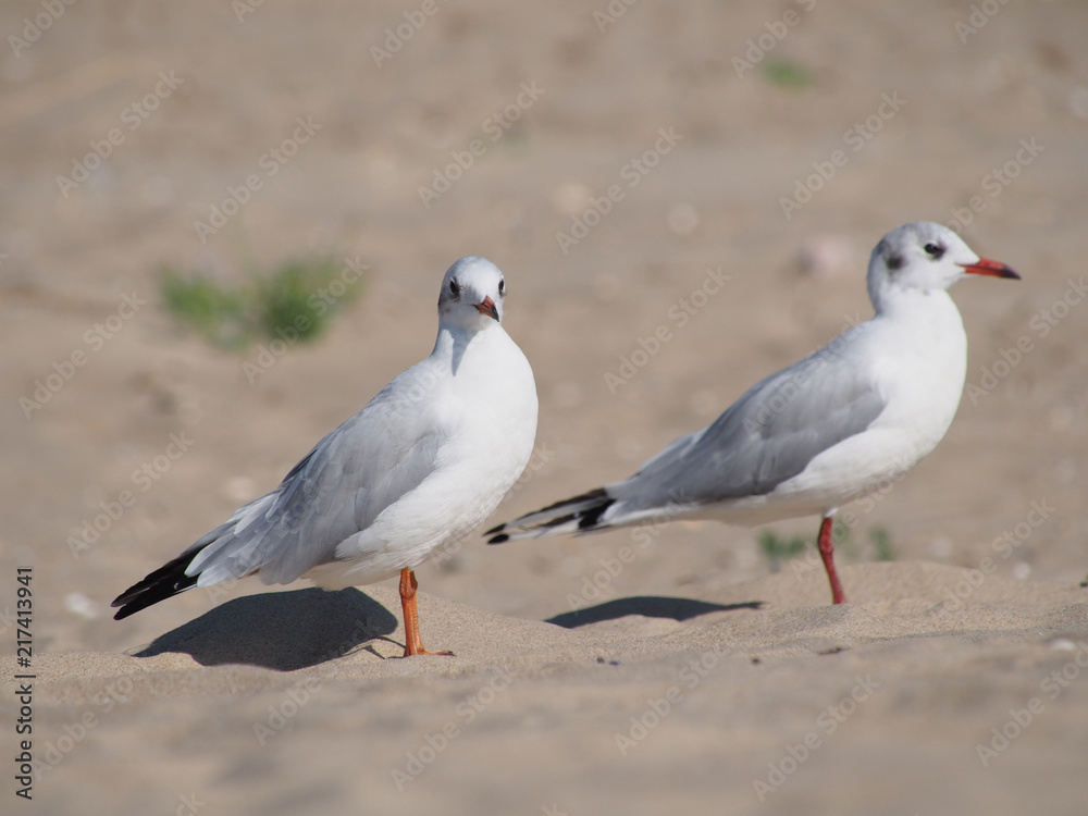 two seagulls on a sunny day on a sandy sea beach two seagulls on a sunny day on a sandy sea beach