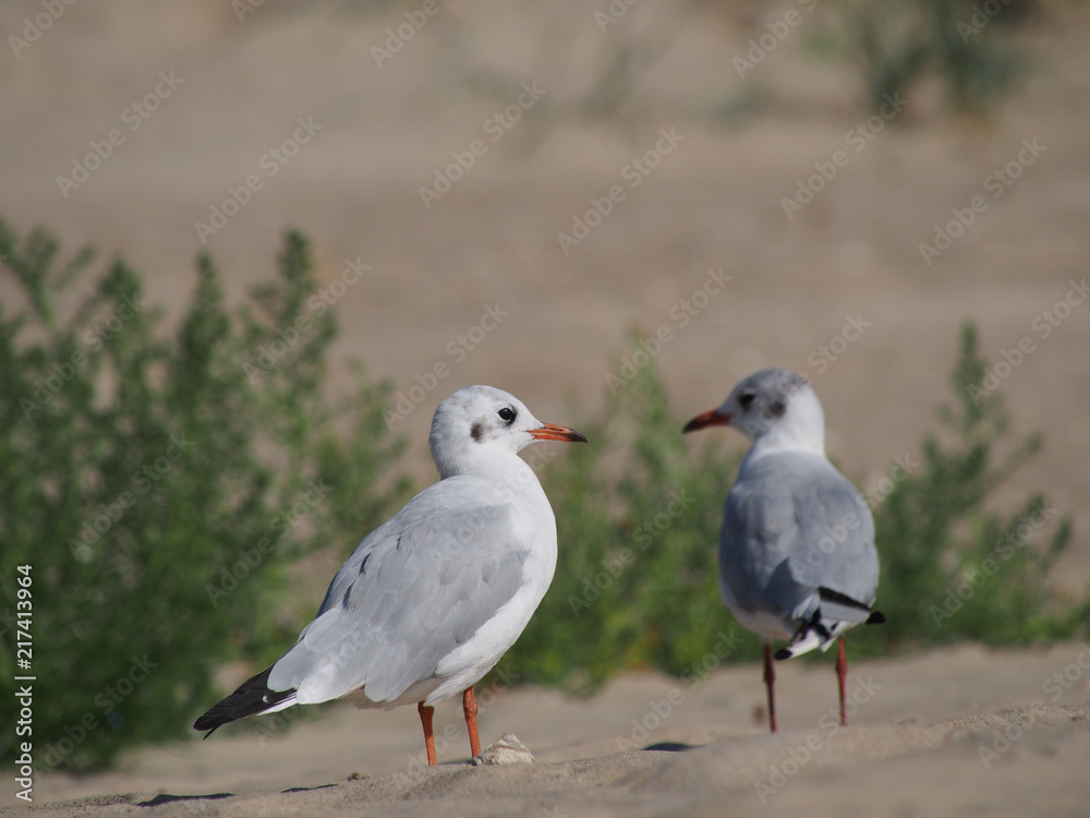 two seagulls on a sunny day on a sandy sea beach two seagulls on a sunny day on a sandy sea beach