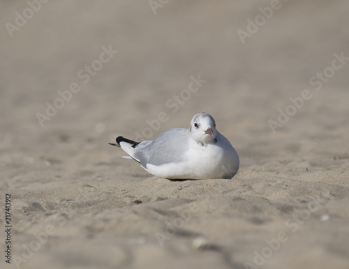 white seagull sits on the sandy shore close up