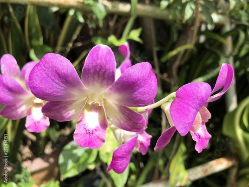 Closeup pink orchid or phalaenopsis flower.