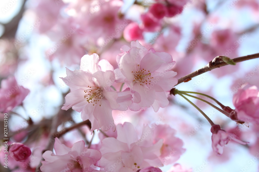 Obraz premium 枝垂れ桜