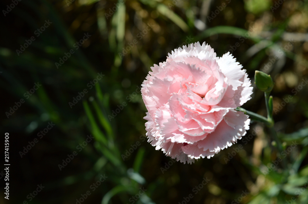 Close-up of a Beautiful Pink Carnation, Nature, Macro