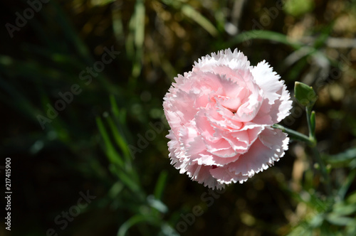 Close-up of a Beautiful Pink Carnation  Nature  Macro