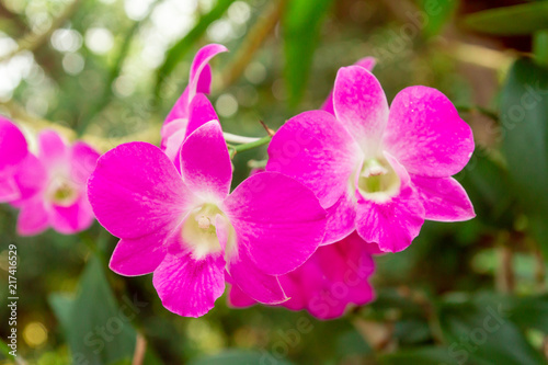 Pink orchid and background bokeh