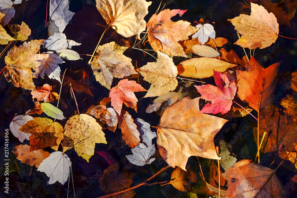 Obraz premium Autumn leaves fall over the water