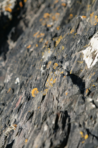 Yellow lichen growing on rocks in Scotland, Dumfries and Galloway photo