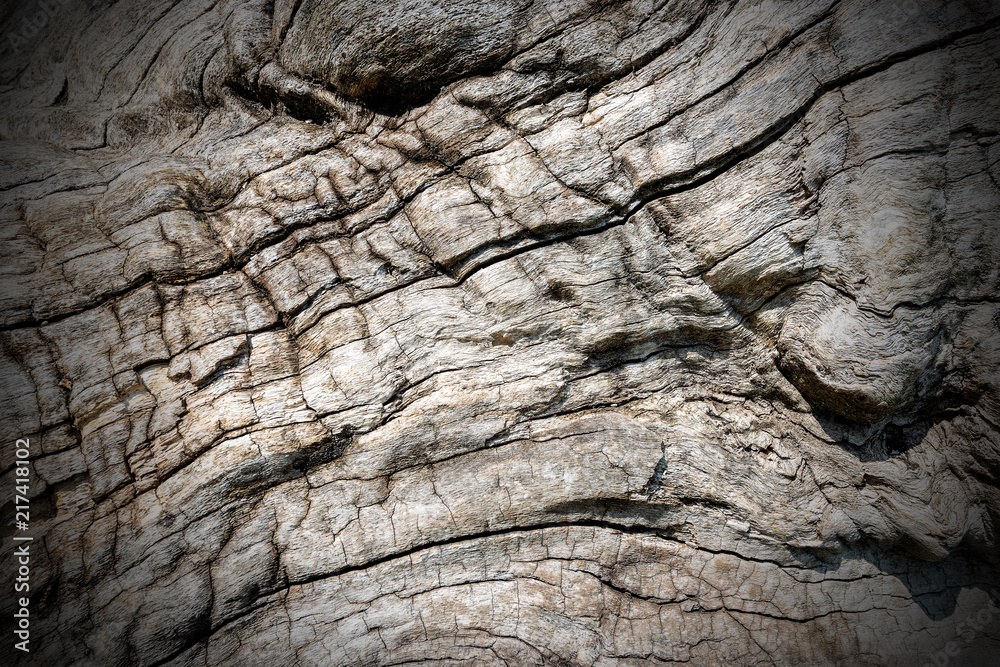 Detail of a Tree Bark for a Background Detail of a Tree Bark for a Background
