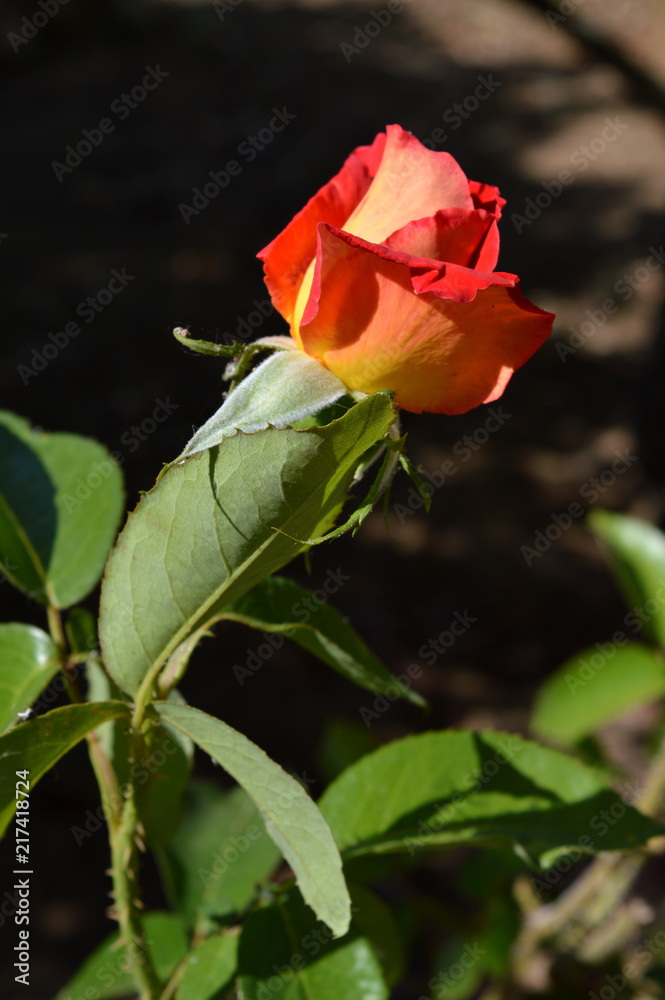 Close-up of a Beautiful Rose, Nature, Macro Close-up of a Beautiful Rose, Nature, Macro