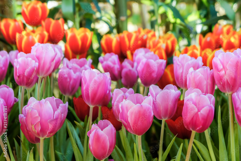 Tulip flowers in the meadow , flowers in the nature garden Tulip flowers in the meadow , flowers in the nature garden