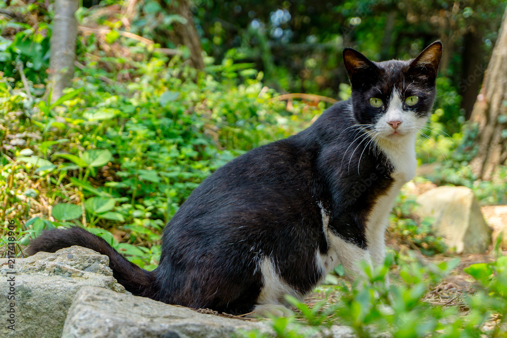 Portrait of Black cat that has white triangle on his face on the evergreen wild background Portrait of Black cat that has white triangle on his face on the evergreen wild background