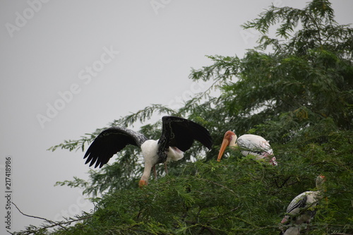 Migratory Birds