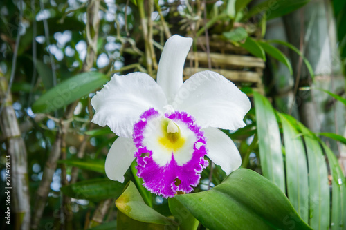 white flowers or cattaleya orchid flowers blooming in the nature garden background